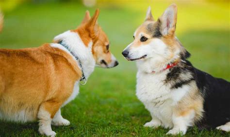 what dogs are similar to corgis
